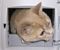 File:User Kingofcats One with computer box small.jpg