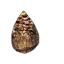 File:Spiny Seed.png