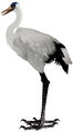 The current Blue Crested Crane.