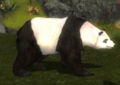 Panda pet