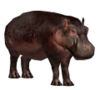 Pygmy Hippopotamus.jpg