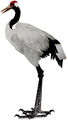 The old Red Crested Crane.