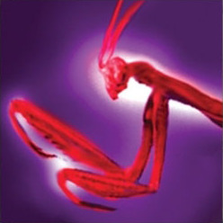 File:Black Mantis Thrust (large).jpg