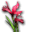 File:Red Iris Flower.png