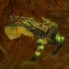 File:Guild Gems Of Destiny Frog2.png