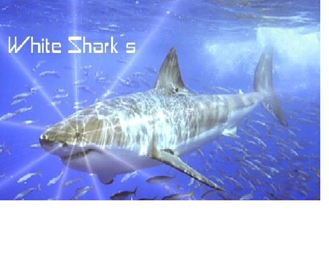 File:Guild Y The White Sharks Y cape.jpg