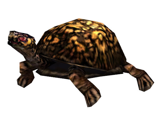 File:Turtle.jpg