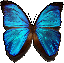 User Kaisha Butterfly1.gif