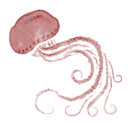 Jellyfish cape emblem.png