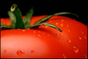 User The Great Tomato.png