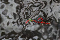 Gursteig's Cavern map.jpg