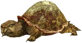 Young Turtle.jpg