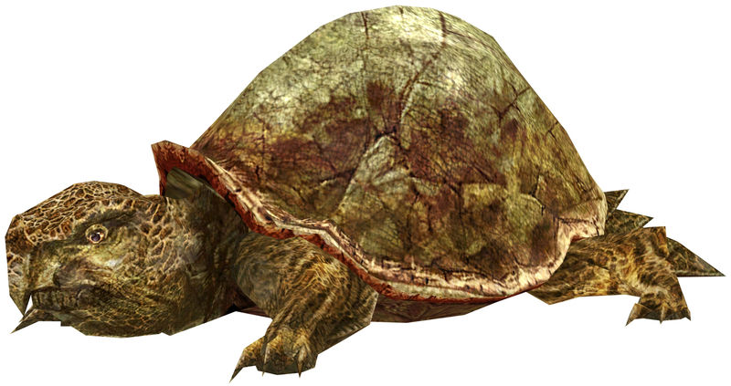 File:Young Turtle.jpg
