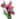 Red Iris Flower.png