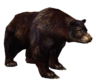 Black Bear2.png