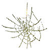 Maguuma Spider Web.jpg