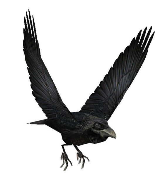 File:Raven.jpg