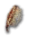 Seared Ribcage.png