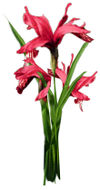 Red Iris Flower.jpg
