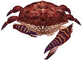 Small Crab.jpg