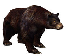 Black Bear - Guild Wars Wiki (GWW)