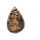 Alpine Seed.png