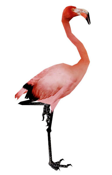 File:Flamingo.jpg